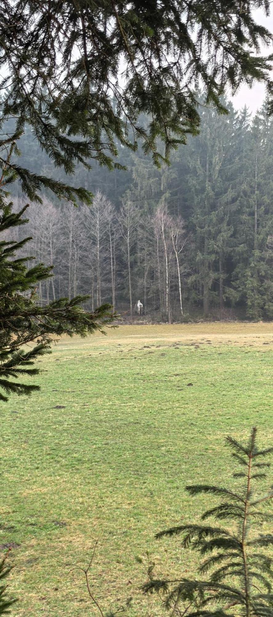 Auf Der Alm * Langschlag (Grafenschlag)