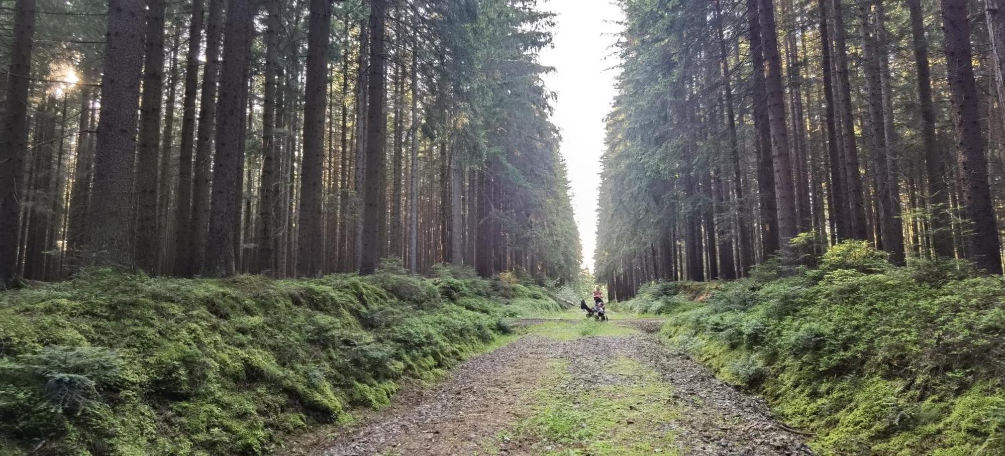 Auf Der Alm * Langschlag (Grafenschlag)