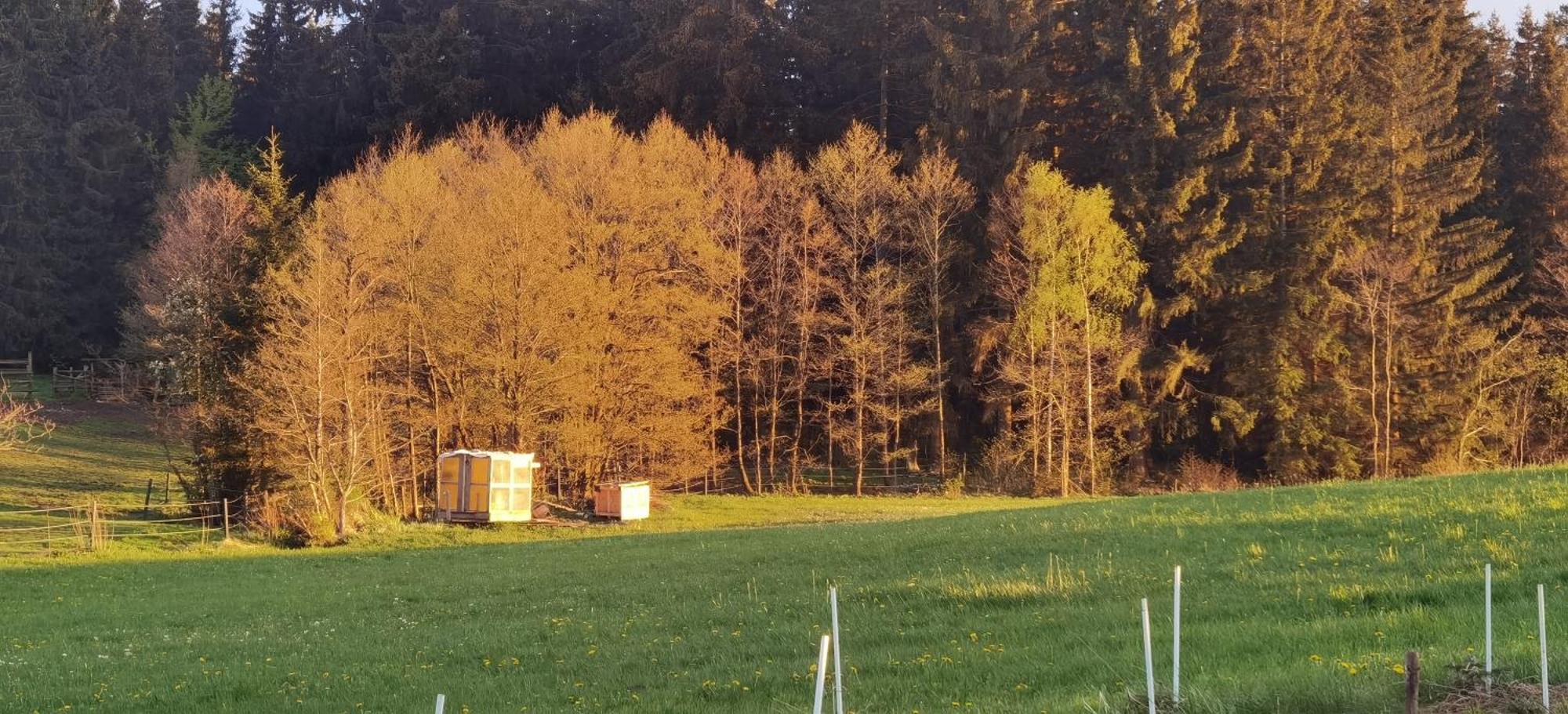Auf Der Alm * Langschlag (Grafenschlag)