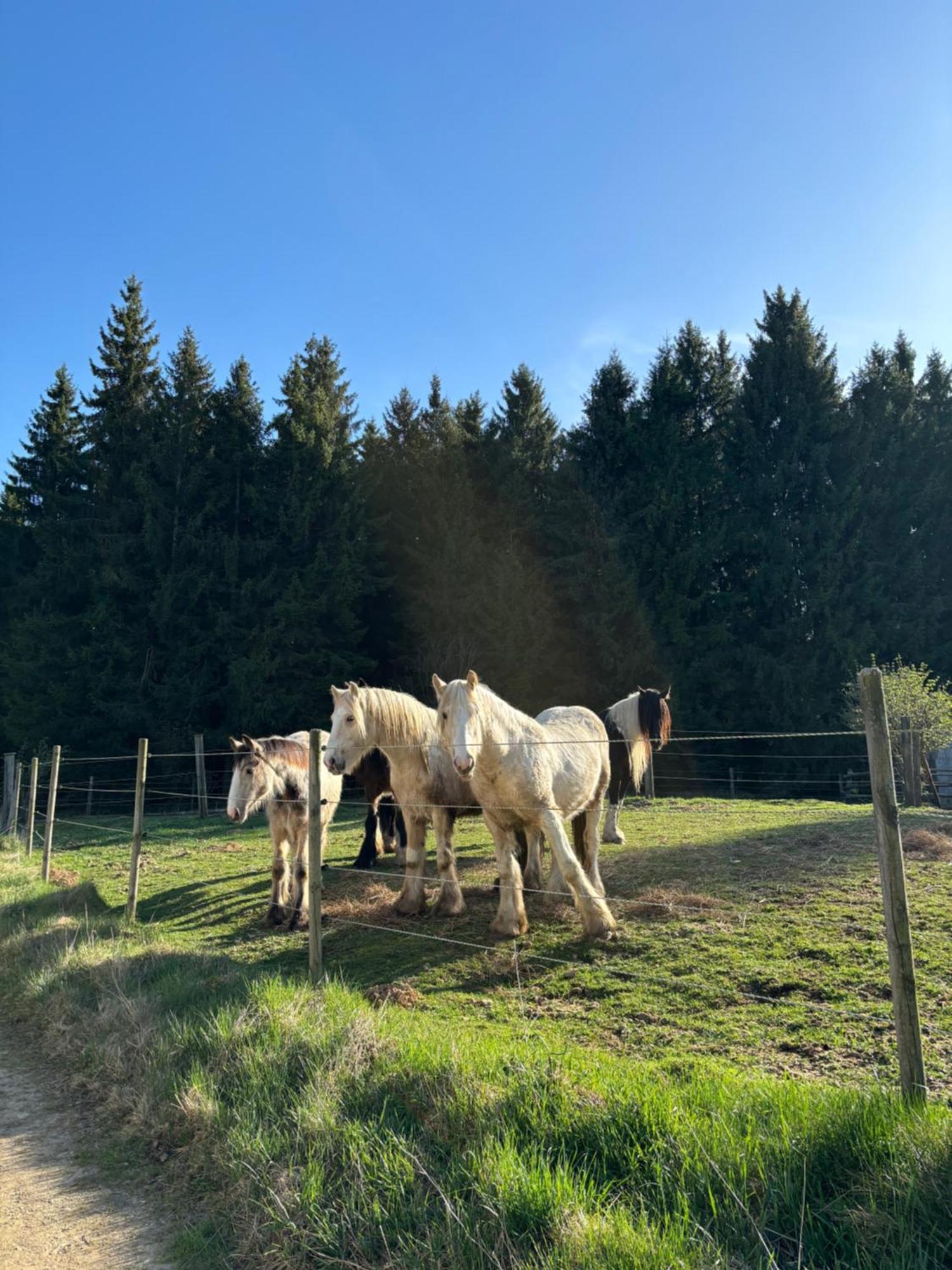 Auf Der Alm Country house Langschlag (Grafenschlag)
